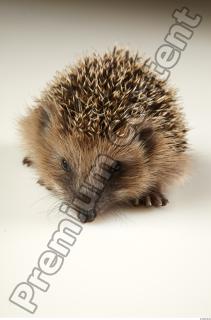 Hedgehog - Erinaceus europaeus  0072